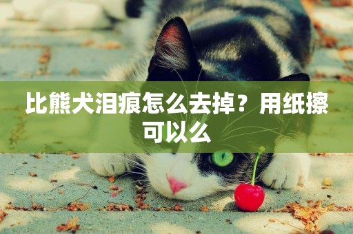 比熊犬淚痕怎么去掉？用紙擦可以么