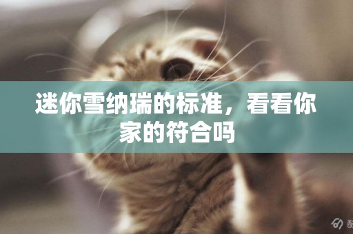 迷你雪納瑞的標準，看看你家的符合嗎