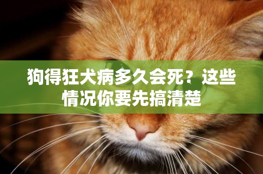 狗得狂犬病多久會死？這些情況你要先搞清楚