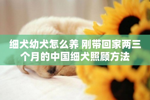 細犬幼犬怎么養 剛帶回家兩三個月的中國細犬照顧方法