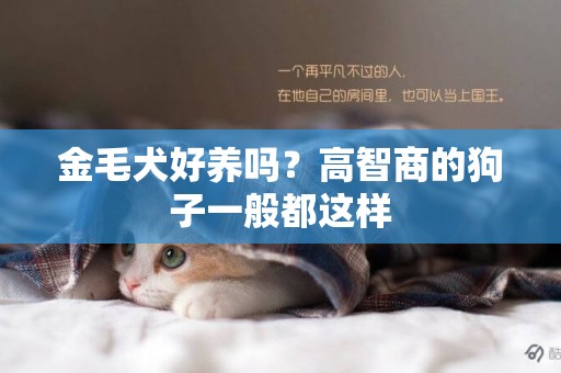 金毛犬好養嗎？高智商的狗子一般都這樣