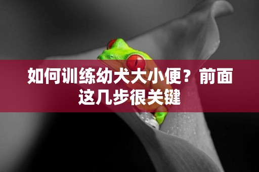 如何訓練幼犬大小便？前面這幾步很關鍵