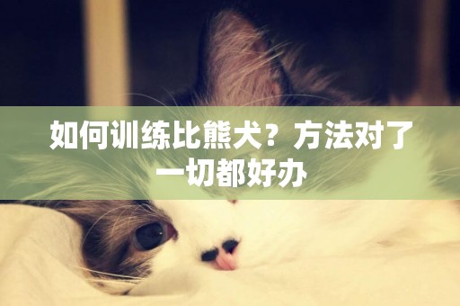 如何訓練比熊犬？方法對了一切都好辦