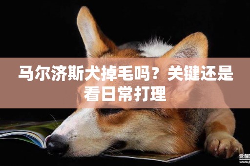 馬爾濟斯犬掉毛嗎？關鍵還是看日常打理