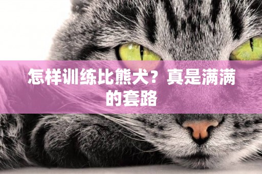怎樣訓練比熊犬？真是滿滿的套路