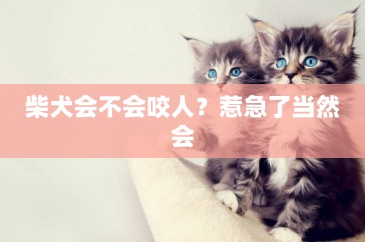 柴犬會不會咬人？惹急了當然會