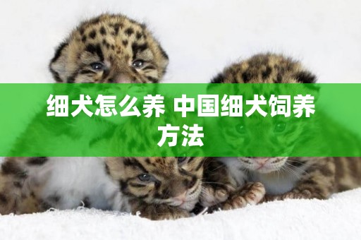 細犬怎么養 中國細犬飼養方法