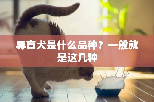 導盲犬是什么品種？一般就是這幾種