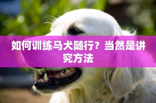 如何訓練馬犬隨行？當然是講究方法