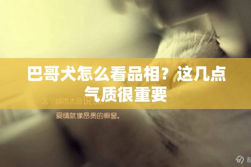 巴哥犬怎么看品相？這幾點氣質很重要