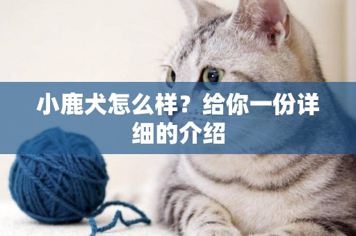 小鹿犬怎么樣？給你一份詳細的介紹
