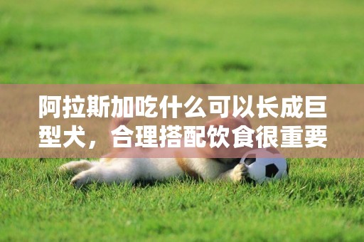 阿拉斯加吃什么可以長成巨型犬，合理搭配飲食很重要
