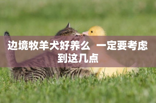 邊境牧羊犬好養么  一定要考慮到這幾點