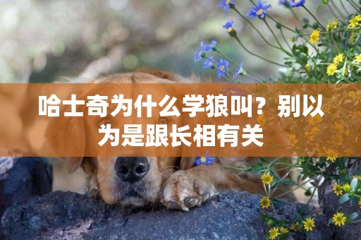 哈士奇為什么學狼叫？別以為是跟長相有關