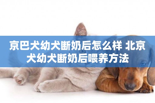 京巴犬幼犬斷奶后怎么樣 北京犬幼犬斷奶后喂養方法