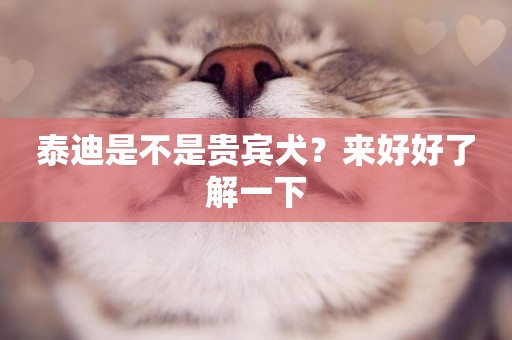 泰迪是不是貴賓犬？來好好了解一下
