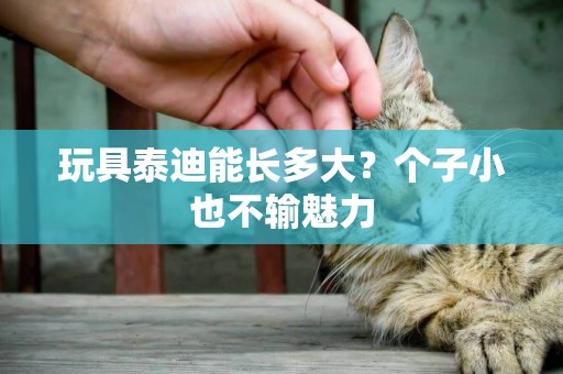玩具泰迪能長多大？個子小也不輸魅力