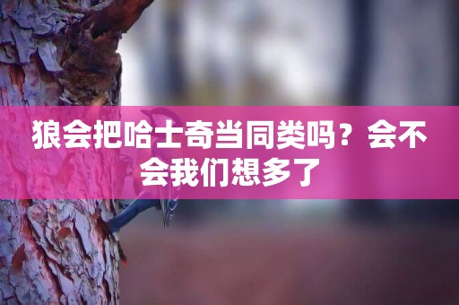 狼會把哈士奇當同類嗎？會不會我們想多了