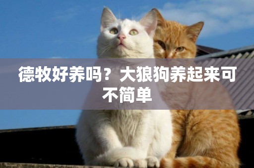 德牧好養嗎？大狼狗養起來可不簡單