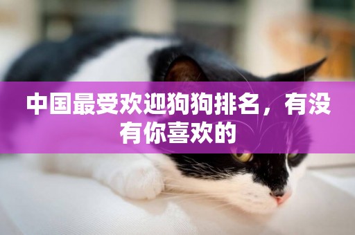 中國最受歡迎狗狗排名，有沒有你喜歡的