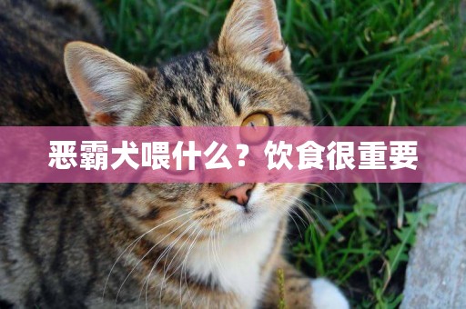 惡霸犬喂什么？飲食很重要