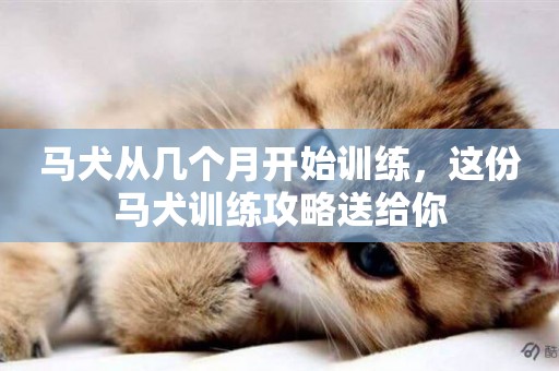 馬犬從幾個月開始訓練，這份馬犬訓練攻略送給你