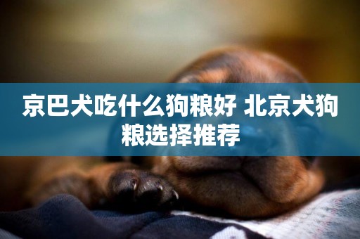 京巴犬吃什么狗糧好 北京犬狗糧選擇推薦