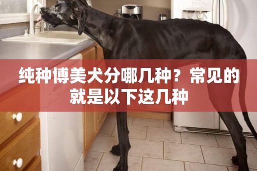純種博美犬分哪幾種？常見的就是以下這幾種