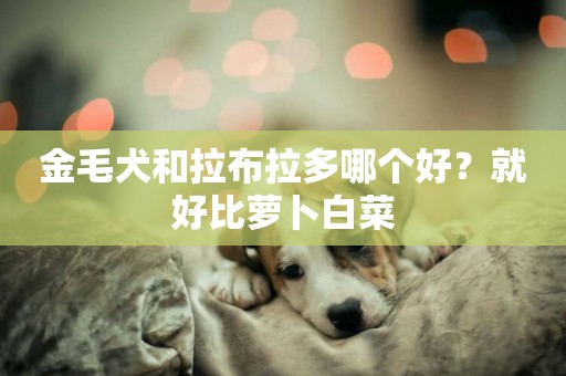 金毛犬和拉布拉多哪個好？就好比蘿卜白菜