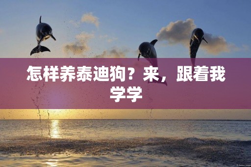 怎樣養泰迪狗？來，跟著我學學