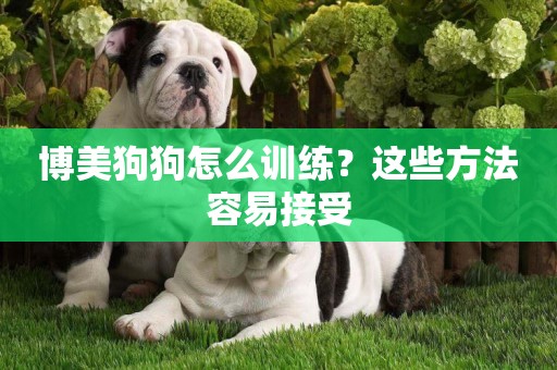 博美狗狗怎么訓練？這些方法容易接受