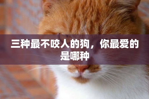 三種最不咬人的狗，你最愛的是哪種