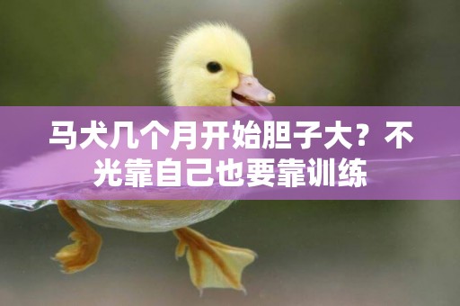 馬犬幾個月開始膽子大？不光靠自己也要靠訓練