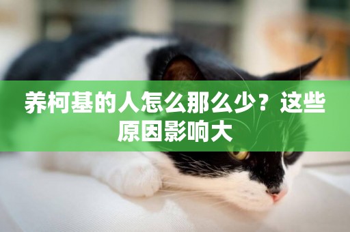 養柯基的人怎么那么少？這些原因影響大