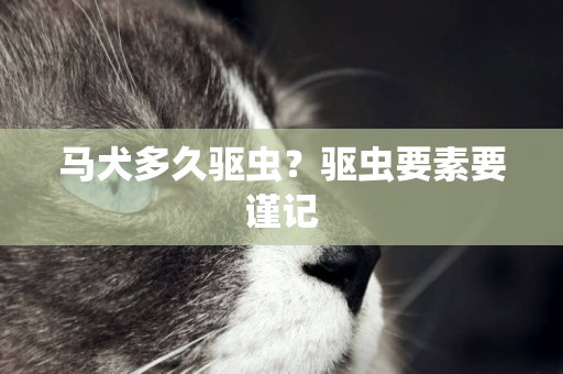 馬犬多久驅蟲？驅蟲要素要謹記