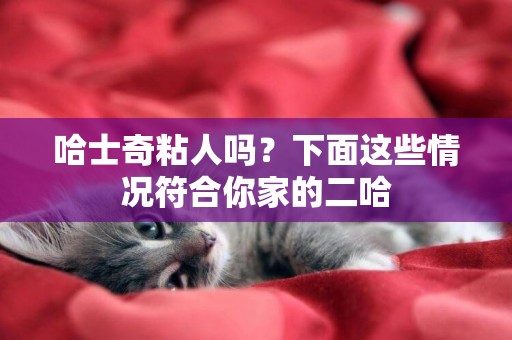 哈士奇粘人嗎？下面這些情況符合你家的二哈