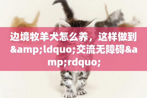邊境牧羊犬怎么養，這樣做到&ldquo;交流無障礙&rdquo;