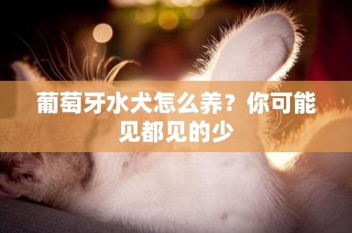 葡萄牙水犬怎么養？你可能見都見的少