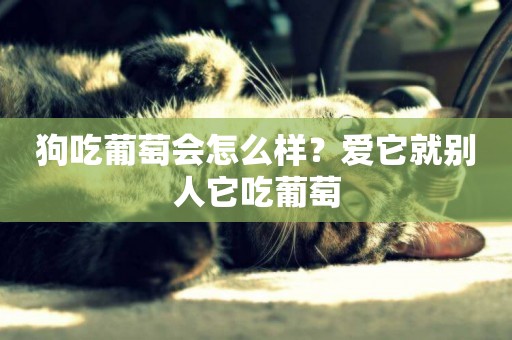 狗吃葡萄會怎么樣？愛它就別人它吃葡萄