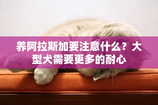 養阿拉斯加要注意什么？大型犬需要更多的耐心