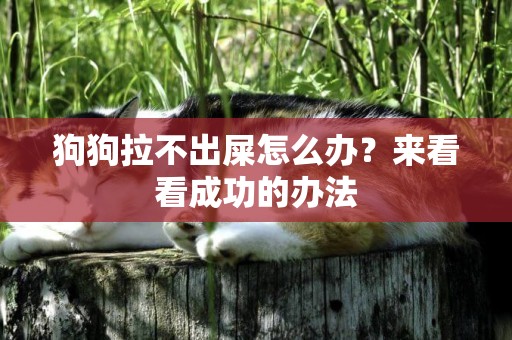 狗狗拉不出屎怎么辦？來看看成功的辦法