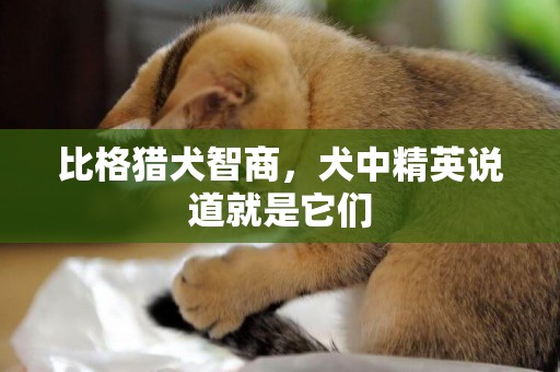 比格獵犬智商，犬中精英說道就是它們