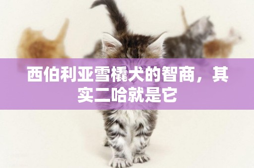 西伯利亞雪橇犬的智商，其實二哈就是它