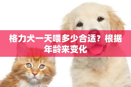 格力犬一天喂多少合適？根據年齡來變化