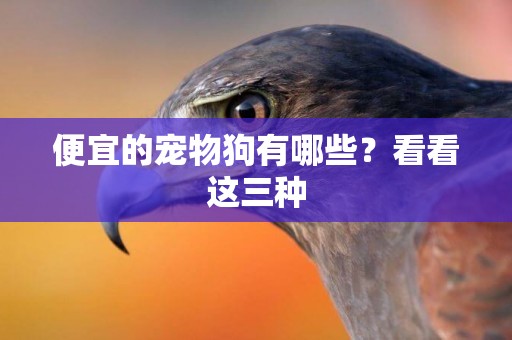 便宜的寵物狗有哪些？看看這三種