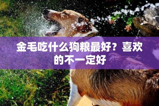 金毛吃什么狗糧最好？喜歡的不一定好