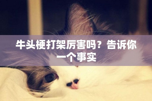 牛頭梗打架厲害嗎？告訴你一個事實