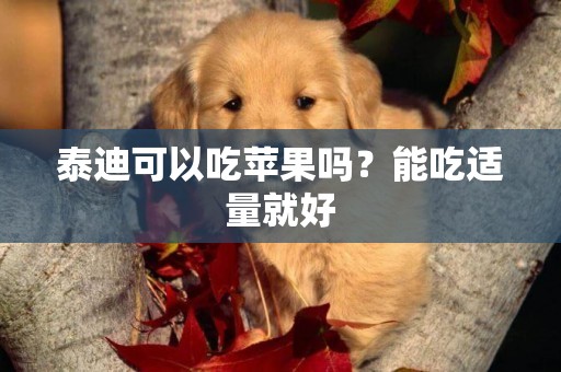 泰迪可以吃蘋果嗎？能吃適量就好