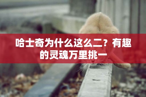哈士奇為什么這么二？有趣的靈魂萬里挑一
