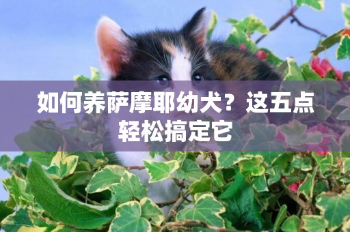 如何養薩摩耶幼犬？這五點輕松搞定它